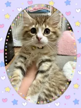 トラくんお母さん 様のお迎えした子猫