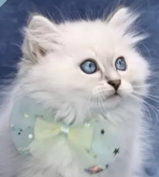 はにぃにゃん 様のお迎えした子猫