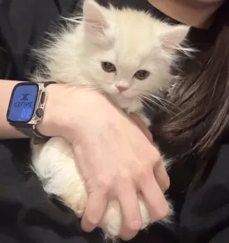 つな 様のお迎えした子猫