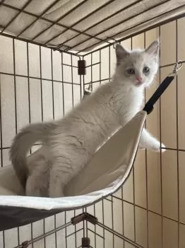 かーちゃん 様のお迎えした子猫