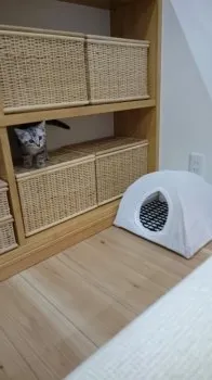 加藤 恭子 様のお迎えした子猫