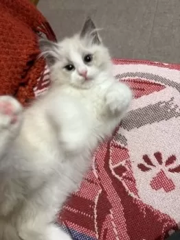 まふぞう 様のお迎えした子猫