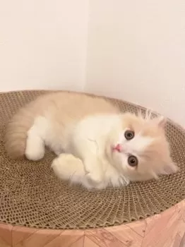 N.U 様のお迎えした子猫