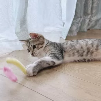 ますお 様のお迎えした子猫