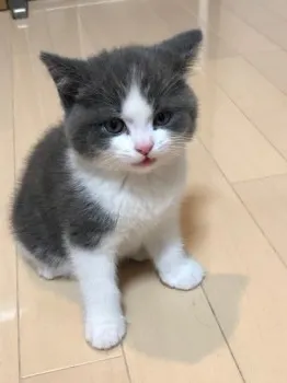 みぽちん 様のお迎えした子猫