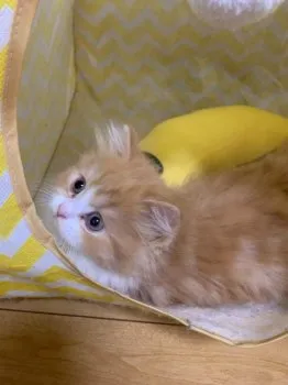 Y.M.C.H 様のお迎えした子猫