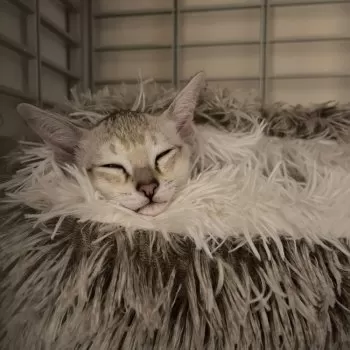 R.H 様のお迎えした子猫