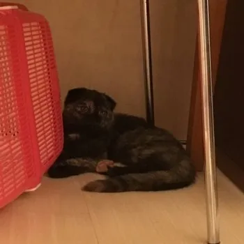 えてりん 様のお迎えした子猫