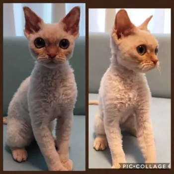 マハロ 様のお迎えした子猫