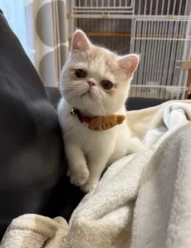 T.H 様のお迎えした子猫