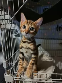 はっさく 様のお迎えした子猫