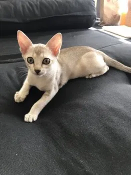 山地 和代 様のお迎えした子猫