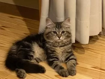 かずえ 様のお迎えした子猫