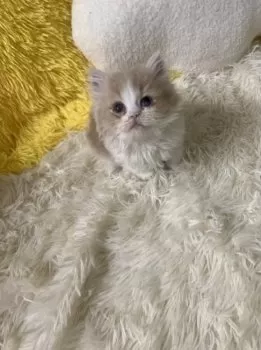 ym 様のお迎えした子猫
