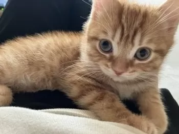 アイン 様のお迎えした子猫