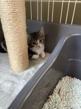 おでぶん 様のお迎えした子猫