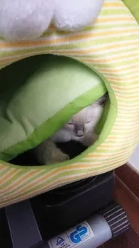 岡ちゃん 様のお迎えした子猫
