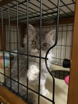 M.T 様のお迎えした子猫