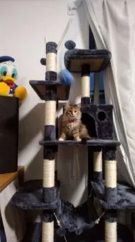 スパイク 様のお迎えした子猫