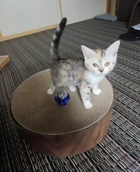 K.S 様のお迎えした子猫