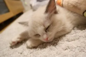 Y.D 様のお迎えした子猫