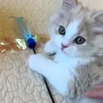 K.O 様のお迎えした子猫