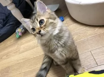 あんな 様のお迎えした子猫