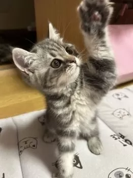 モモ 様のお迎えした子猫