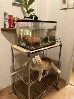 マル君のお母さん 様のお迎えした子猫