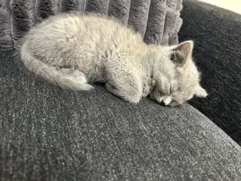 M.T 様のお迎えした子猫