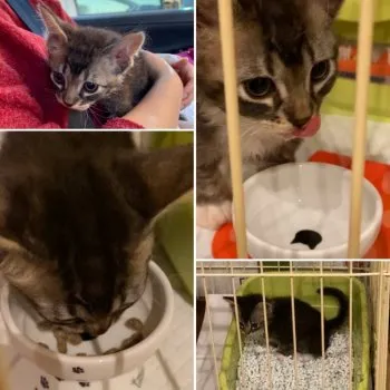 ramu 様のお迎えした子猫