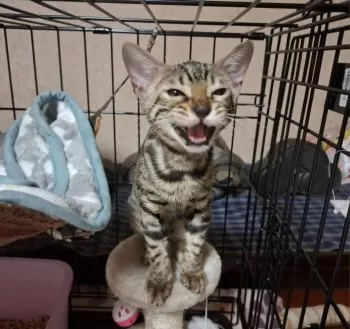 ひまちゃん 様のお迎えした子猫