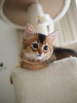 まめ 様のお迎えした子猫