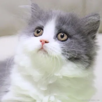 K.Y 様のお迎えした子猫