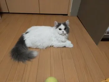 るる子 様のお迎えした子猫