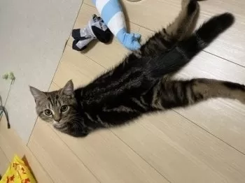 O 様のお迎えした子猫