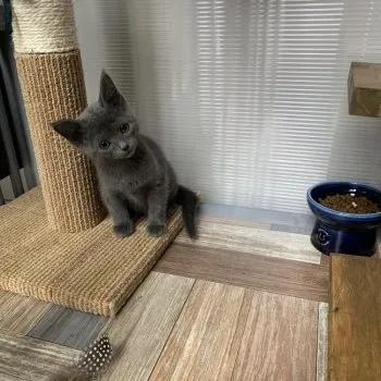 ななヰ 様のお迎えした子猫