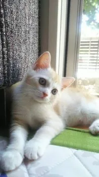 みりみり 様のお迎えした子猫
