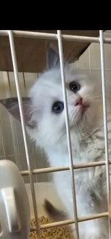 Piano 様のお迎えした子猫