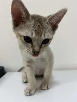 岡山県ルーク 様のお迎えした子猫
