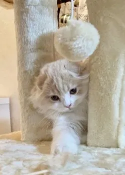 加藤Y 様のお迎えした子猫