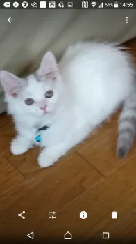 ありちゃん 様のお迎えした子猫