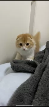 むっちゃん 様のお迎えした子猫