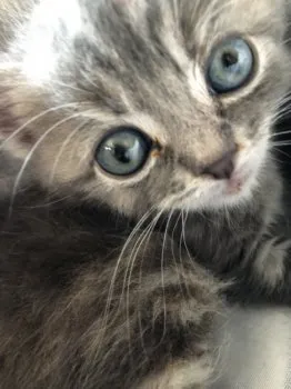 ユカ 様のお迎えした子猫