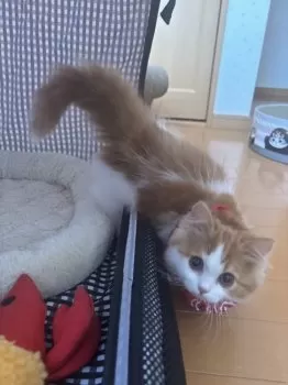 けい 様のお迎えした子猫
