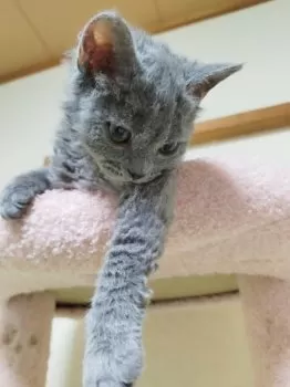 いちご 様のお迎えした子猫