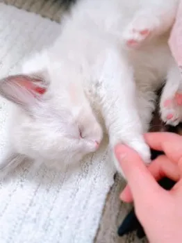 M.E 様のお迎えした子猫