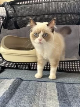 T・Y 様のお迎えした子猫