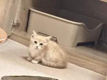 K.S 様のお迎えした子猫