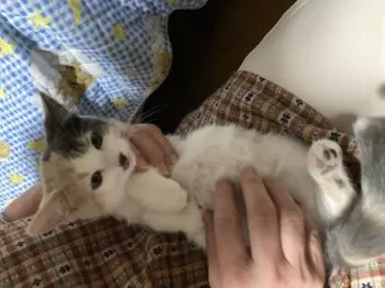 メル 様のお迎えした子猫